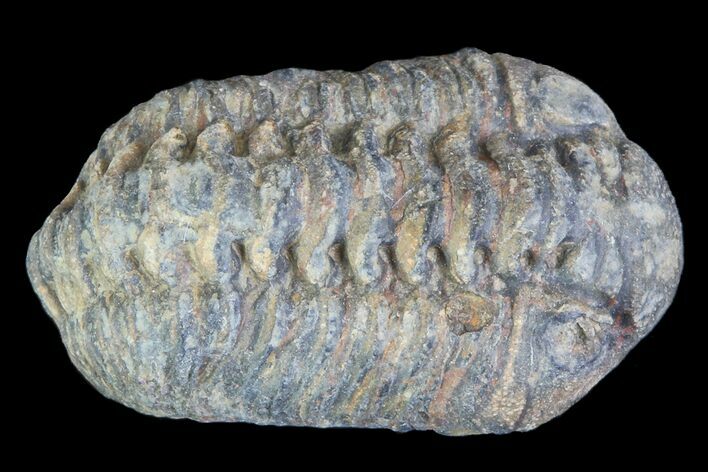 Small Enrolled Acastoides Trilobite Fossil - Morocco #76417